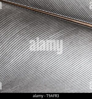 Close up of a grey pigeon feather, creating an abstract background Stock Photo