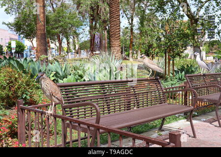 MacArthur Park located in the Westlake neighborhood of LOS ANGELES, California Stock Photo