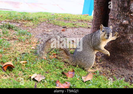 MacArthur Park located in the Westlake neighborhood of LOS ANGELES, California Stock Photo