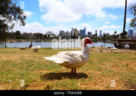 MacArthur Park located in the Westlake neighborhood of LOS ANGELES, California Stock Photo