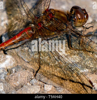 dragon fly perched on a rock Stock Photo