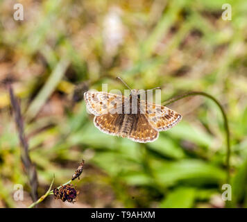 Dingy Skipper Erynnis tages butterfly at the Llanymynech nature reserve Shropshire England UK Stock Photo