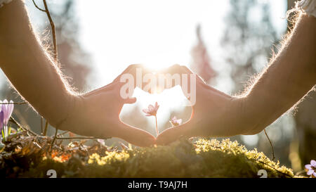 Conceptual Human Hands Forming Heart Shape Around Small Flower Growing on Grassy Ground Against Blurry Trees and Sunlight. Stock Photo