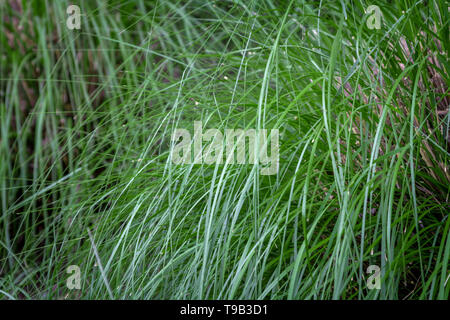 Ornamental drought tolerance grass Stock Photo