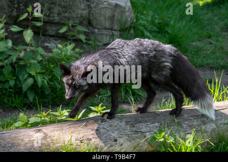 Silver fox (Vulpes vulpes), melanistic form of the red fox Stock Photo