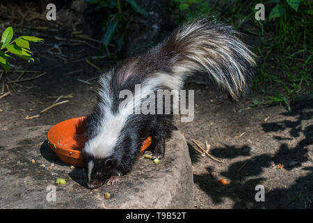 Young striped skunk Mephitis mephitis eating cat food in garden at dusk Stock Photo Alamy