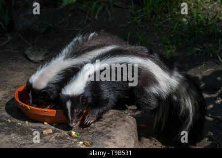 Two young striped skunks Mephitis mephitis eating cat food in