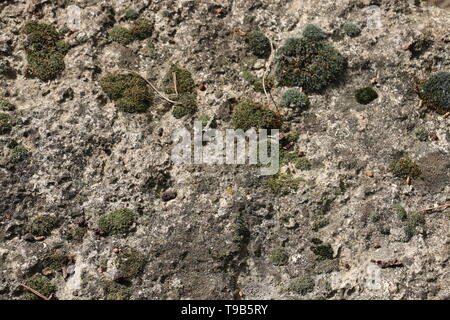 South of France - Closeup of an old stone with rough texture - Covered with moss Stock Photo