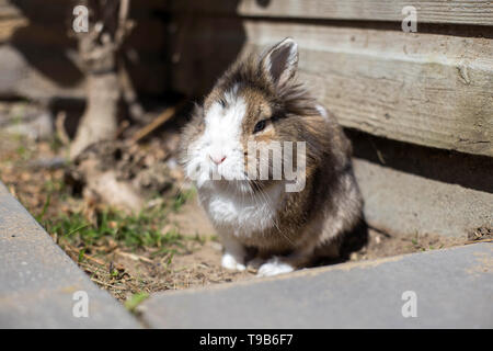 New born rabbit or cute bunny on sand in a garden, cute pet Stock Photo