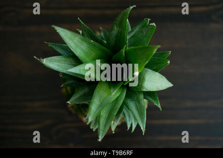 Top-Down View of a Whole Pineapple Stock Photo