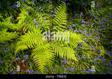 Bluebells in Devon, UK. Stock Photo