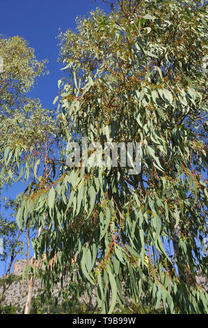 Eucalyptus sp., Eukalypten, eukaliptusz, Sardinia, Italy Stock Photo