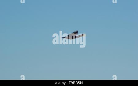 Flying Cormorant (Phalacrocorax carbo) against a Blue Sky on a Sunny Autumn Evening. Aberdeen, Scotland, UK. Stock Photo