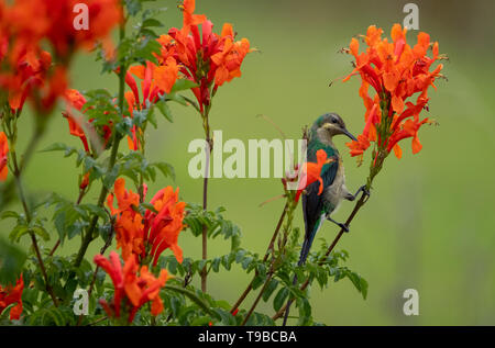 Colorful sunbird with iridescent coloured feathers, photographed at Falcon in the Drakensberg mountains near Cathkin Peak, Kwazulu Natal, South Africa Stock Photo