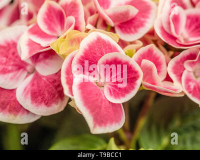 Hydrangea Macrophylla Red Ace Stock Photo