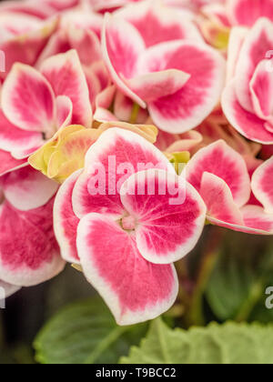 Hydrangea Macrophylla Red Ace Stock Photo