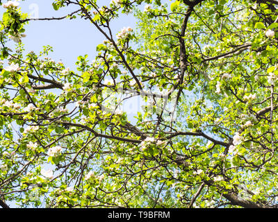 branches of old fruit trees with blossoms in orchard with blue sky on background in sunny spring day Stock Photo