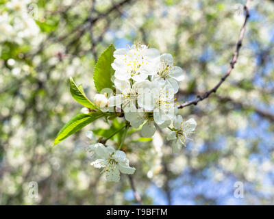 twig with many white blossoms in orchard in sunny spring day Stock Photo