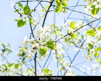 twigs with white blossoms and blue sky on background in sunny spring day Stock Photo