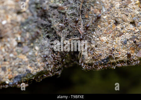 Swarm of busy black ants (Lasius niger) in a UK garden Stock Photo