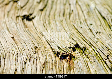 An abstract image of the grain in a piece of driftwood washed up on the beach. Stock Photo
