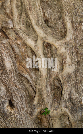 Close-up of the bark of an old Olive tree Stock Photo