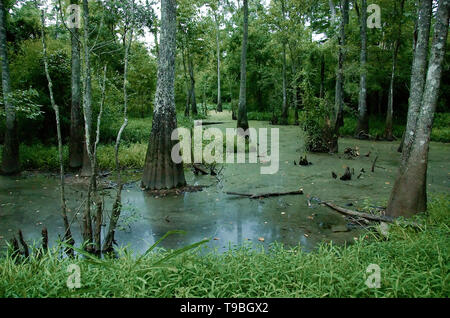 A swamp at Tickfaw State Park, located 7 mi (11 km) west of Springfield ...