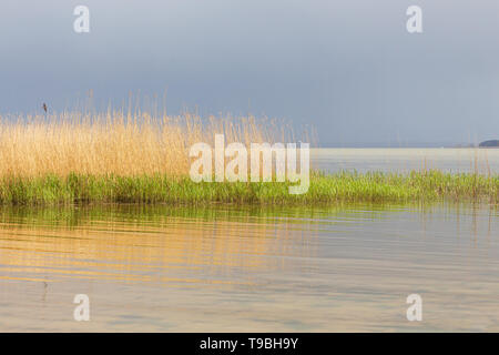 reed with reflections in the water with grey clouds in the background Stock Photo
