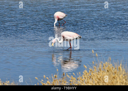 Pair of James's flamingos (Phoenicoparrus jamesi), Eduardo Avaroa National Reserve, Salar de Uyuni, Bolivia