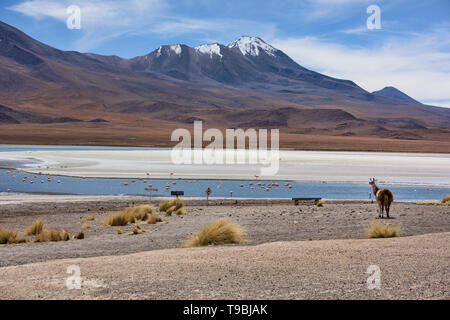 A llama and a flamboyance of James's, Andean, and Chilean flamingos on Laguna Hedionda, Salar de Uyuni, Bolivia Stock Photo