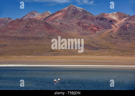 A flamboyance of James's, Andean, and Chilean flamingos on Laguna Hedionda, Salar de Uyuni, Bolivia Stock Photo