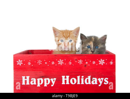 Two kittens in a red wooden box with Happy Holidays printed in white across the front. Orange ginger tabby and a diluted tortie kittens isolated on wh Stock Photo