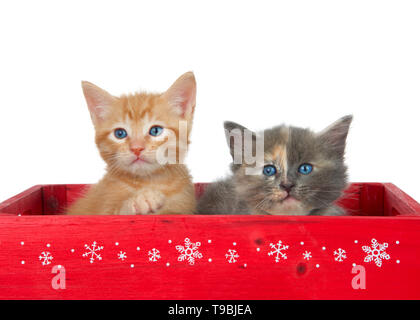 Two kittens in a red wooden box. Orange ginger tabby and a diluted tortie kittens isolated on white. Christmas holiday theme. Stock Photo