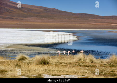 A flamboyance of James's, Andean, and Chilean flamingos on Laguna Hedionda, Salar de Uyuni, Bolivia Stock Photo