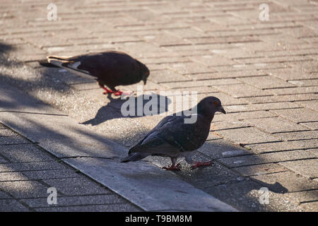 Two pigeons walk on a shaded sidewalk in the Asakusa neighborhood of Tokyo, Japan. Stock Photo