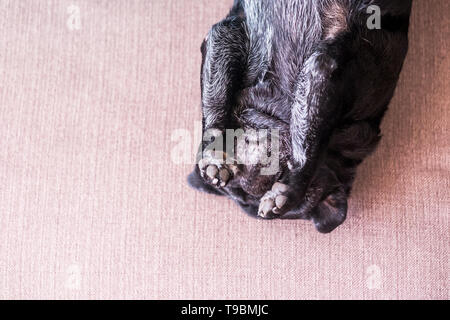 Funny sweet dog pug going crazy playing alone on the sofa at home - nice puppy pet in reverse position have fun - domestic animal background concept Stock Photo