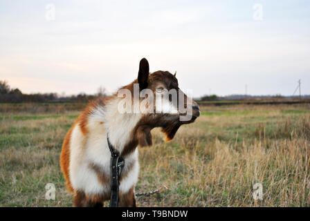 Brown-white goat standing on a meadow and looking straight, cloudy sky, autumn day Ukraine Stock Photo
