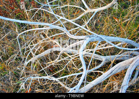 White apple tree old withered branches without leaves  laying on meadow with yellow autumn grass, top view Stock Photo