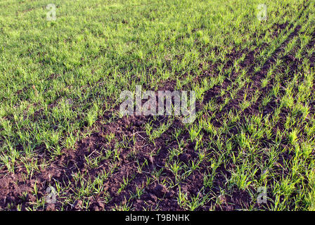 Field of winter wheat in spring, rows of small green sprouts, natural organic background Stock Photo