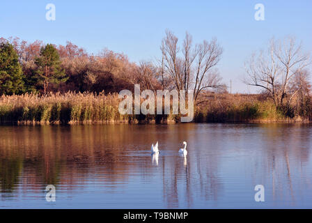 Pine forest and willows on the shore of the lake with two white swans, on a background of blue sky, sunny day, Ukraine Stock Photo