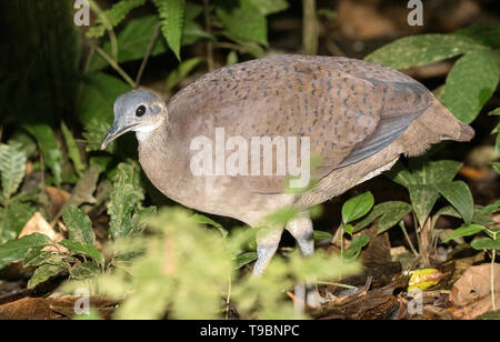 Great Tinamou, adult walking on forest floor, La Selva, Costa Rica 27 March 2019 Stock Photo