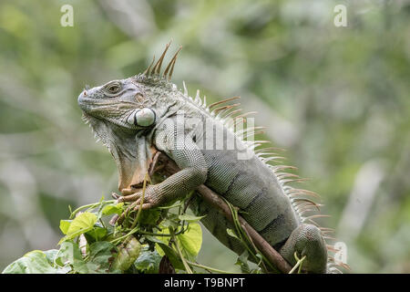 Green Iguana, adult male resting in tropical tree, Laguna de Lagarto, Costa Rica 26 March 2019 Stock Photo