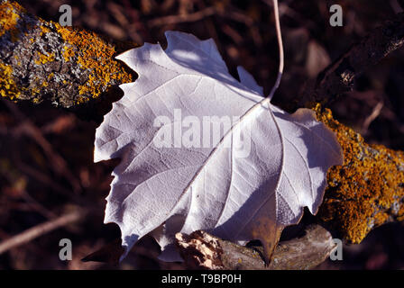 Aspen white leaf on yellow moss background, close up detail Stock Photo