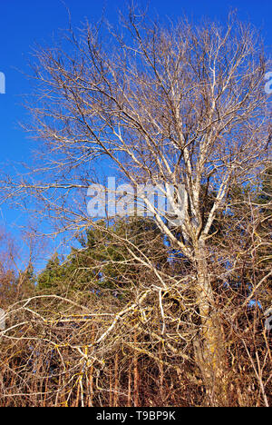Quaking aspen without leaves on the edge of pine forest,  background of bright blue sky, sunny day Stock Photo