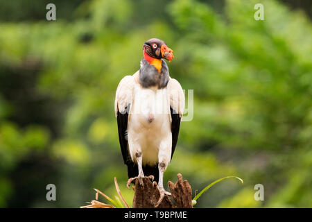 King Vulture, adult feeding on ground, Laguna de Lagarto, Costa Rica 30 March 2019 Stock Photo