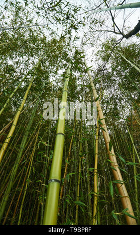 Green bamboo grove in rural Minakami, Gunma, Japan, with plants pointing straight up toward a cloudy sky. Stock Photo