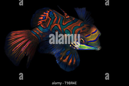 Mandarinfish (aka Mandarin Dragonet, Synchiropus splendidus) on Black Background. Moalboal, Philippines Stock Photo