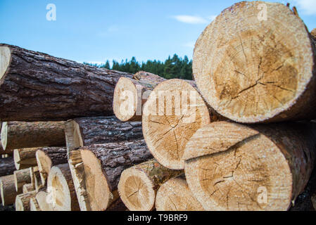 Pine logs close-up. Piled cut tree trunks for timber trade on a sunny day. Stock Photo