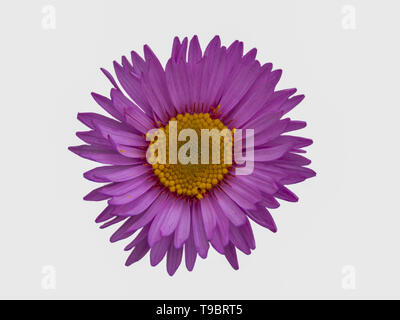 pink daisy flower isolated on white background Stock Photo