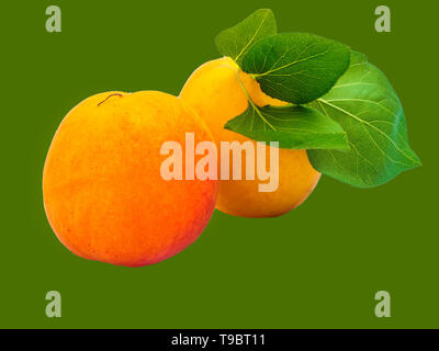 two apricots isolated on green Stock Photo